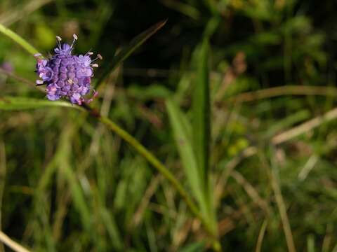 Image of Devil’s Bit Scabious