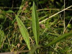 Image of Devil’s Bit Scabious