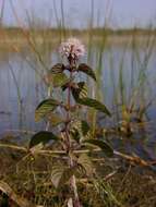 Image of Water Mint