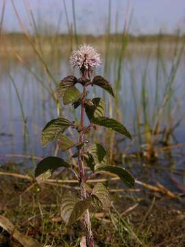 Image of Water Mint