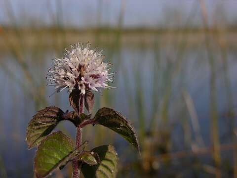 Image of Water Mint