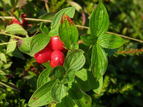 Image of Dogwoods