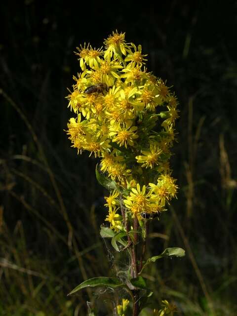 Plancia ëd Solidago