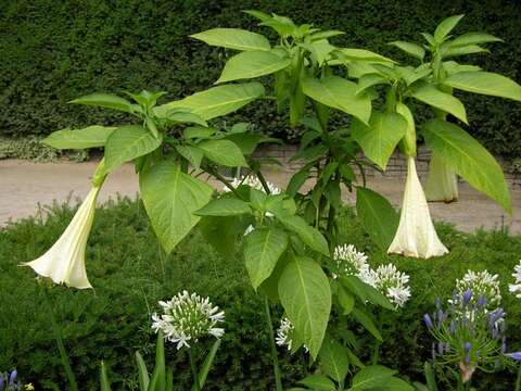 Image of brugmansia