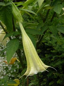 Image of brugmansia