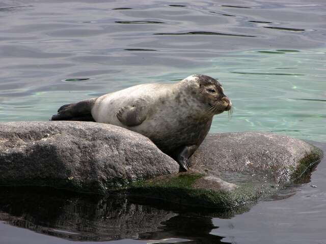 Image of Mediterranean Monk Seal