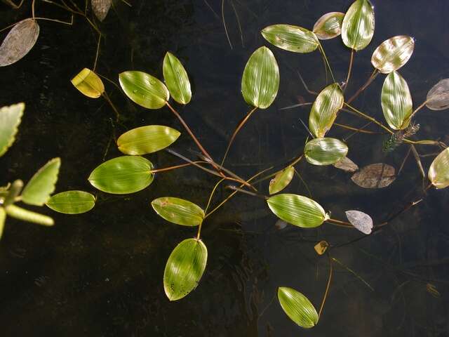 Image of pondweed