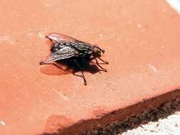 Image of flesh flies