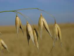 Image of oat