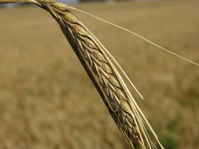 Image of barley