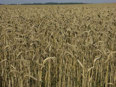 Image of wheat