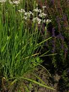 Image of Chinese chives