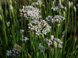 Image of Chinese chives