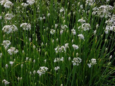 Image of Chinese chives