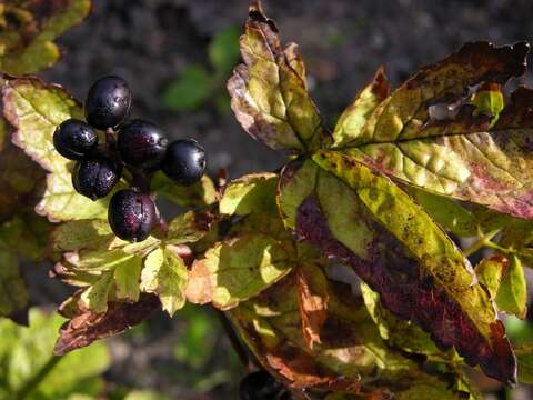 Image of Baneberry