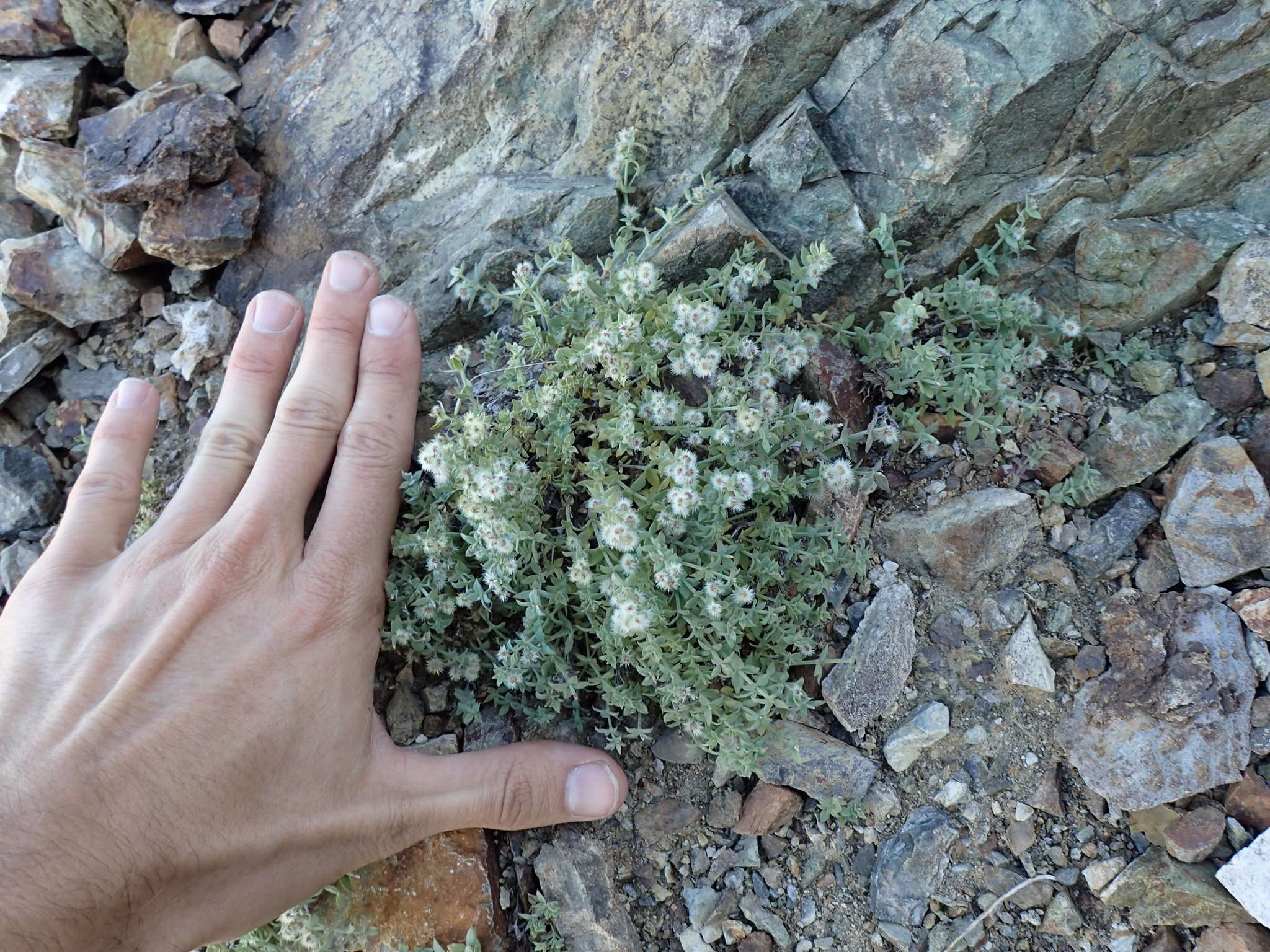 Image of alpine bedstraw