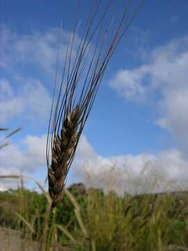 Plancia ëd Triticum turgidum L.