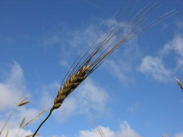 Image of rivet wheat