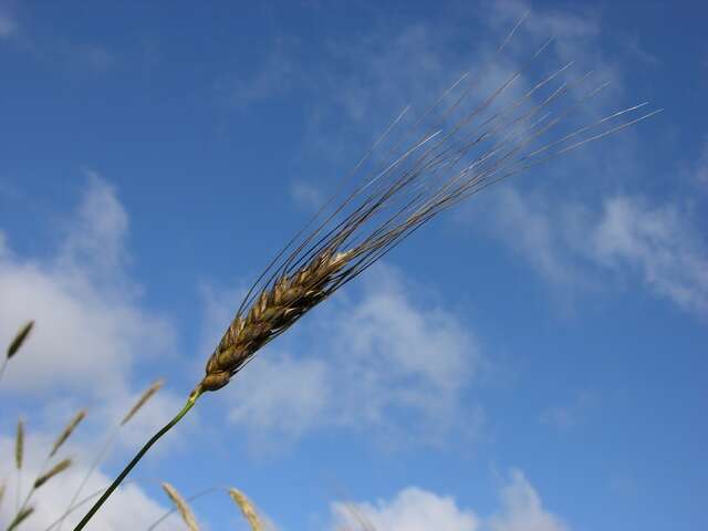 Plancia ëd Triticum turgidum L.