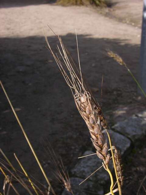 Image of rivet wheat