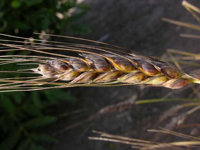 Image of rivet wheat