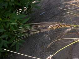 Image of rivet wheat
