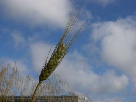 Image of wheat