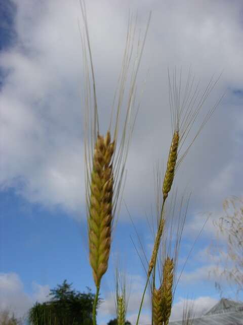 Image of wheat