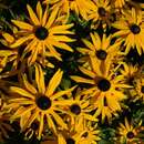 Image of <i>Rudbeckia fulgida</i> var. <i>deami</i>