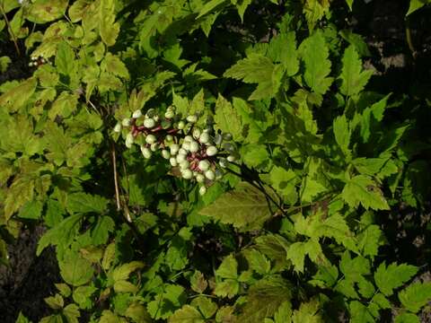 Image of Baneberry