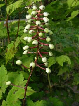 Image of Baneberry