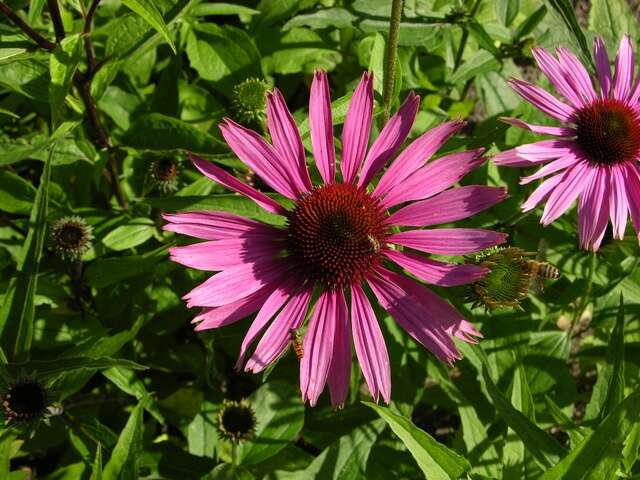 Image of purple coneflower