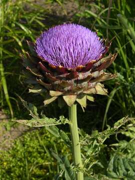 Слика од Cynara