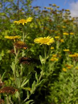 Image of false fleabane