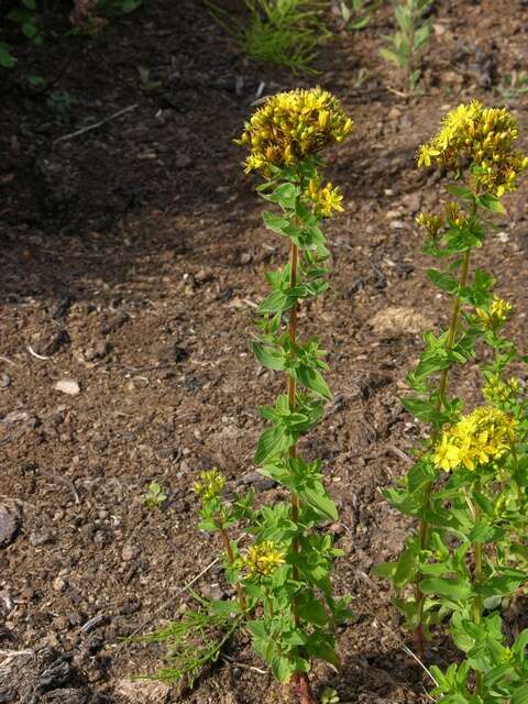 Imagem de Hypericum tetrapterum Fries