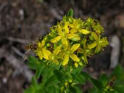 Imagem de Hypericum tetrapterum Fries