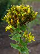 Imagem de Hypericum tetrapterum Fries