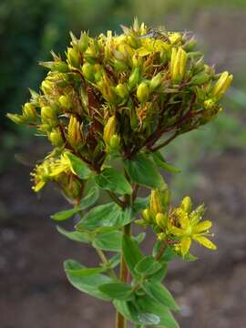 صورة Hypericum tetrapterum Fries