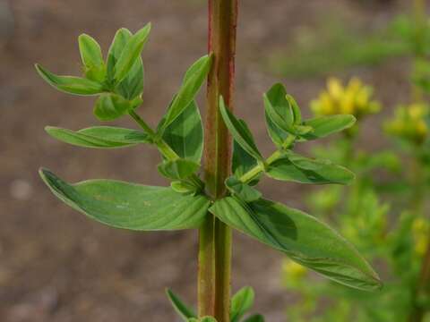 صورة Hypericum tetrapterum Fries