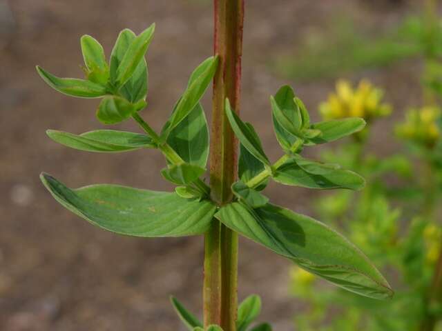 Imagem de Hypericum tetrapterum Fries