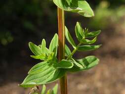 Imagem de Hypericum tetrapterum Fries