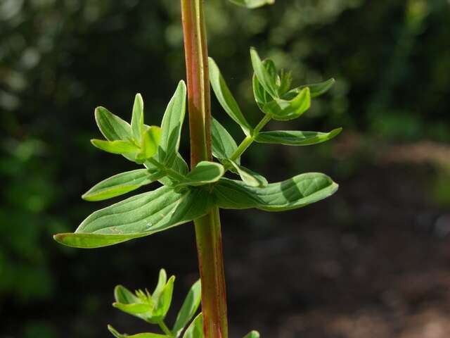 Imagem de Hypericum tetrapterum Fries