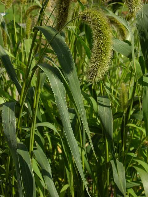 Image of Bristlegrass