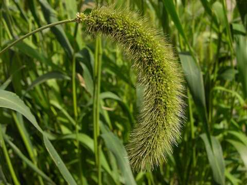 Image of Bristlegrass