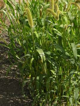 Image of Bristlegrass