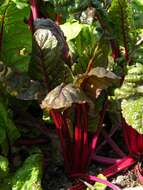 Image of chard