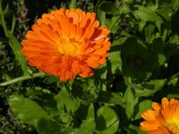 Image of marigold