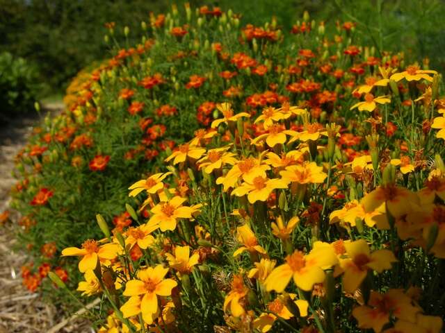 Image of <i>Tagetes tenuifolia pumila</i> (Starfire)