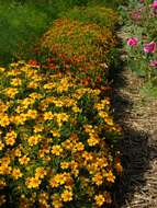 Image of <i>Tagetes tenuifolia pumila</i> (Starfire)