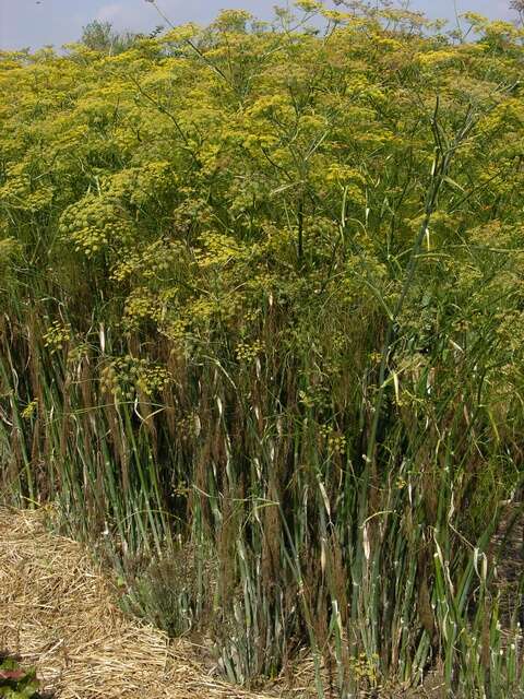 Image of fennel